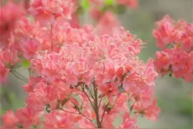 看！满山的杜鹃花开了图片