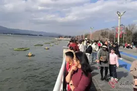 人比鸥多？多名游客反映“看不到昆明海鸥”，专家：吃饱了就飞走了图片