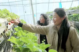 敖汉旗丰收乡：“空中草莓”解读农业新质生产力图片