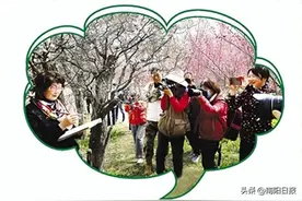 南阳：梅花盛开 春景来图片