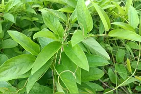人称“补血藤”，闻着臭臭的，却是民间美味，有贫血的人都在吃图片