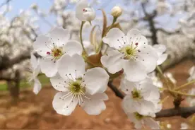 春游河北，这份赏花指南请收好→图片