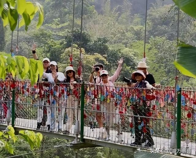 华媒走进西双版纳原始森林公园：看孔雀飞舞 访爱伲山寨 探原始森林