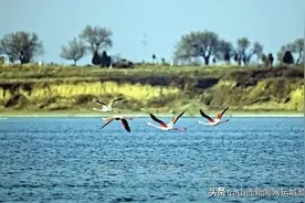 精灵栖盐湖 火烈鸟最吸睛图片