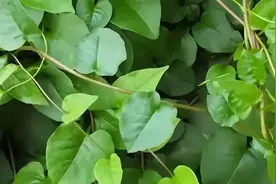 藤三七又称强壮草，懂的人把它当宝贝，分享几大妙用，看看图片