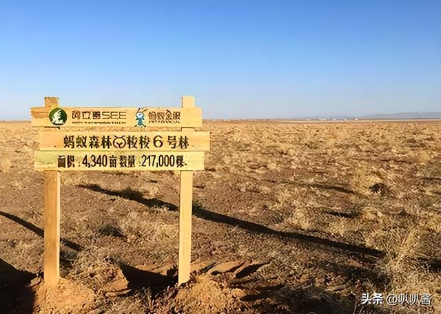 马云斥巨资在沙漠里种树，承诺每年1亿棵，10年过去了，情况如何