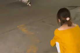 流浪猫妈妈把幼崽送给人类，不是报恩也不是遗弃，而是有这些原因图片