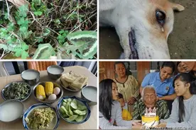 长寿老人、蛇、狗的例子，证明想吃啥说明身体缺少啥，吃就对了？图片