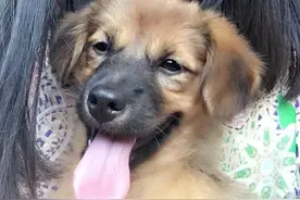上海女教师新婚3个月，被丈夫杀害后焚尸，忠犬为救她冲入火海图片