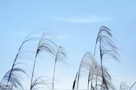 张士敏 现代诗歌：风图片