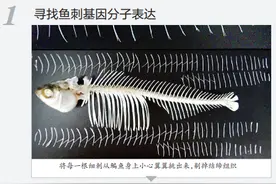 中国科学家成功培育“无刺草鱼”！口感鲜嫩类似鲈鱼，网友：太好了，上链接图片