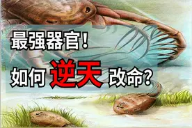 人类祖先被当点心吃了5亿年，凭啥攻击性的器官逆天改命？图片