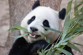 周大福申请认养福宝，才明白两位爷爷给了福猪猪多少保命福。图片