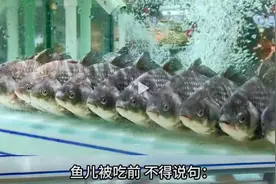 胖东来陈列有多牛？鸡会站军姿、大葱秀长腿，难怪永辉求助于东来图片