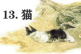四年级下册语文，第四单元第13课《猫》笔记+课堂解析，收藏图片