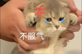 可爱表情包｜ 不服气图片