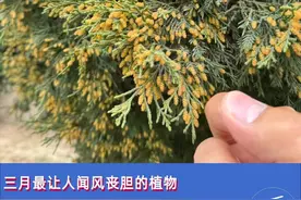 北方过敏人春天最恨的树，两个字图片