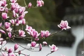 来石家庄这些地方“走花路”！包出片的~图片