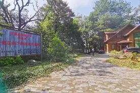 金线莲茶：健康生活的黄金钥匙图片
