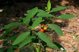 手把手教你认清中草药500种（根类2.了哥王）图片