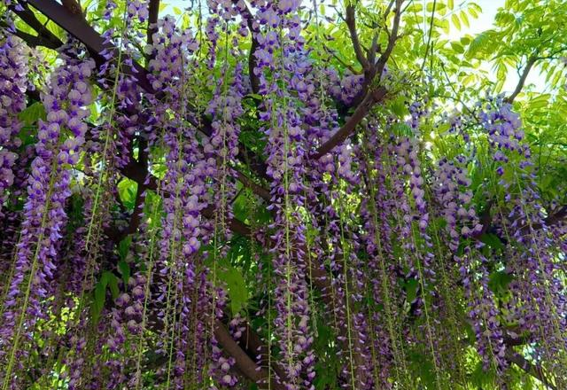 北京一处“最壮观”的紫藤花公园，犹如仙境一样美，震撼至极！