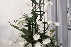 别不信，这5种都是“霉运花”，劝你别养在家里！图片