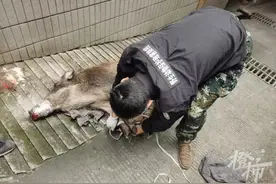 杭州一地猎捕野猪，老猎户说这一次捕了十来头，最大的200多斤图片