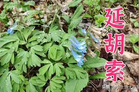 延胡索：药用植物，是著名的“浙八味”之一图片
