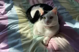新手养猫，遇到猫咪眼睛发炎红肿怎么办？别急，我来给你支几招！图片