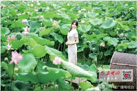 六月荷花香满湖 快来看看十堰有哪些赏荷好去处图片