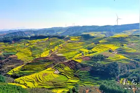 早春三月：云南罗平看油菜花开满山坡图片