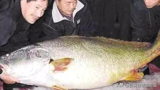 笔架鱼肚 花胶 区别 2026年笔架鱼肚怎么做好吃