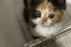 经验分享|猫咪心肌肥厚不再复发了!图片