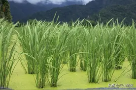 茭白是什么蔬菜图片