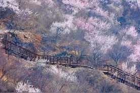 昌平隐藏版桃花海曝光，4条徒步路线+网红打卡点全攻略图片