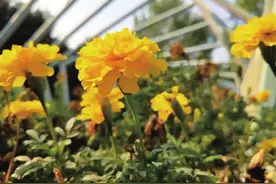 浪漫初秋花开艳图片