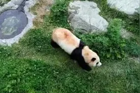 今天中午12点以后就能看到“福宝”啦！图片