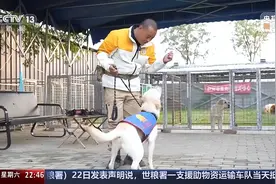 “是伙伴，也是家人” 爆火出圈的导盲犬“么么”是如何训练的？图片