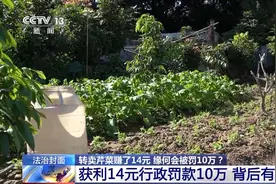 帮邻居卖芹菜赚14元被罚10万 专家解读：如何看待“小过重罚”图片