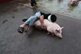 广西北流多人挑战蒙眼抓猪，生扑紧抱笑翻全场，观众：免费报名，限时内逮住直接带走图片