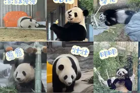 凭什么！湖南岳阳凭什么会有24只大熊猫？！图片
