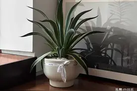 家里必养的四大灵草，个个具有辟邪镇宅功效，快看看你家有没有图片