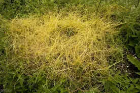 上明目、中建脾、下固肾，一味超强补药图片