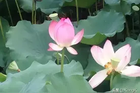 菡萏葳蕤 「hàn dàn wēi ruí」图片