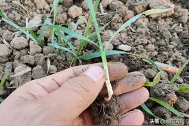 麦田节节麦这样防除，除草效果好，小麦又安全图片