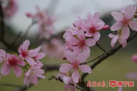 青秀山春日赏花图又上新了！图片