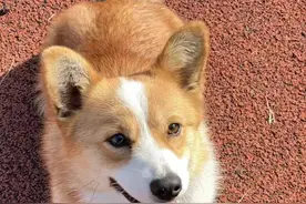 柯基当警犬，“入编”竟是因为这个优势！图片