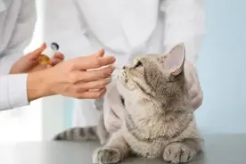 自己给猫打疫苗，选择疫苗和注射疫苗详细流程图片