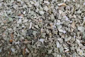 蒺藜四味汤-特效利尿图片