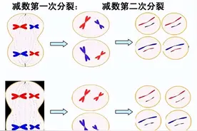 人类进化过程中，不合常理的事件图片